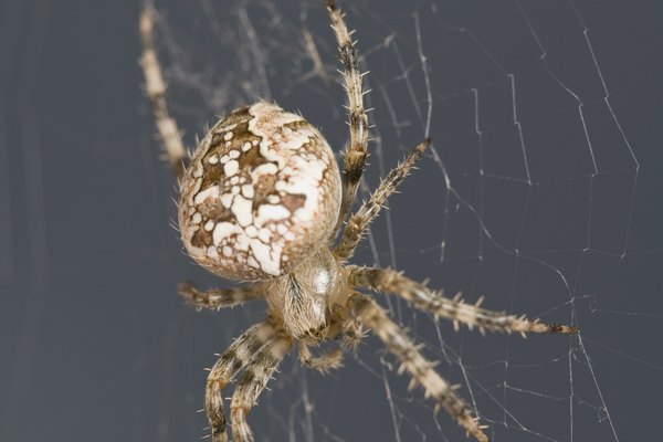 A diferencia de los insectos, los arácnidos sólo tienen uno o dos espiráculos.