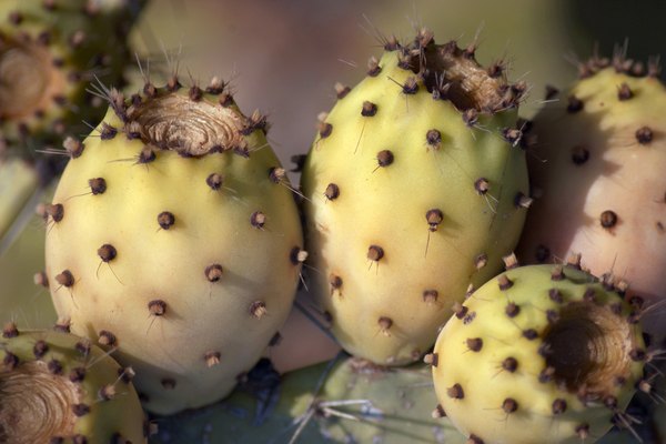 Fruto del cactus.
