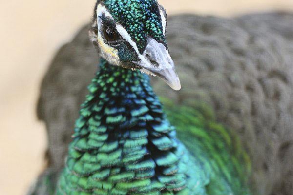 Acercamiento de la cabeza de un pavo real verde.