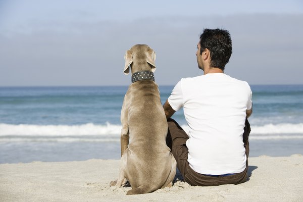 Las orejas son una parte importante de la anatomía de los perros.