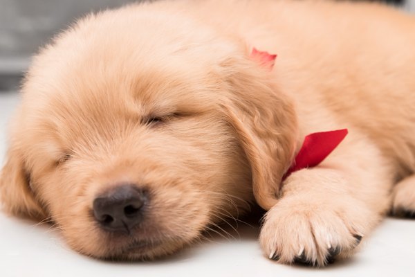 Top 10 Cutest Golden Retrievers Animals Mom Me