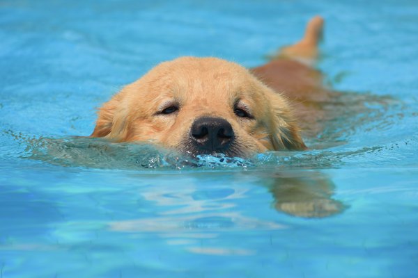 Top 10 Cutest Golden Retrievers Animals Mom Me