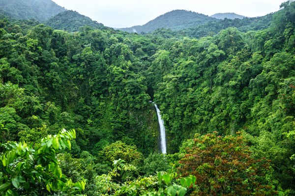 Tiempo y clima del bosque tropical | Geniolandia