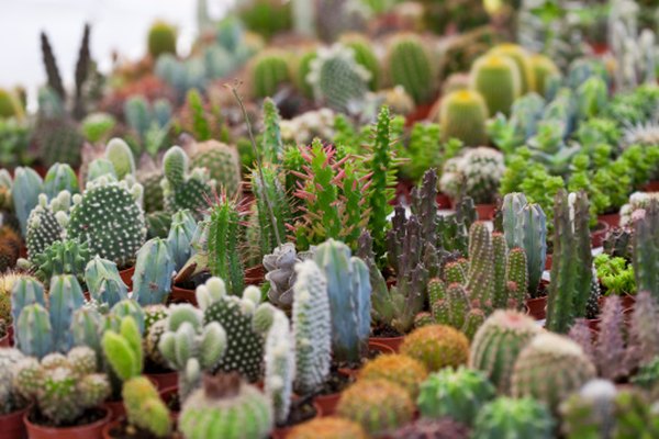 Las plantas que son capaces de retener agua pueden crecer en el desierto.