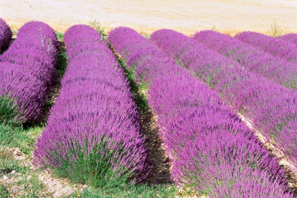 La lavanda crece bastante en el campo y es útil en el hogar.