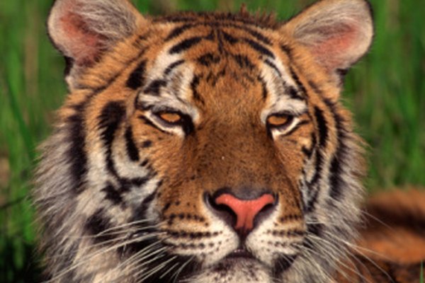 Según la Fundación Vida Silvestre, posiblemente tan sólo 3.200 tigres permanezcan actualmente en el mundo.