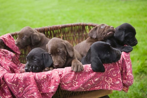 Atender cachorros recién nacidos es un proceso complejo pero gratificante.
