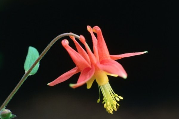 La aguileña es una flor que atrae a los colibríes.