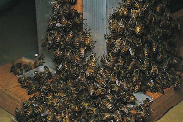 Las abejas africanizadas están conviviendo en su colmena.
