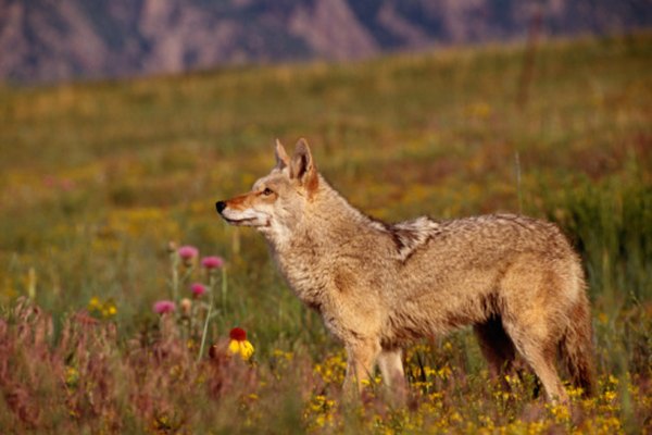 El hábitat de los coyotes y de los linces es el mismo.