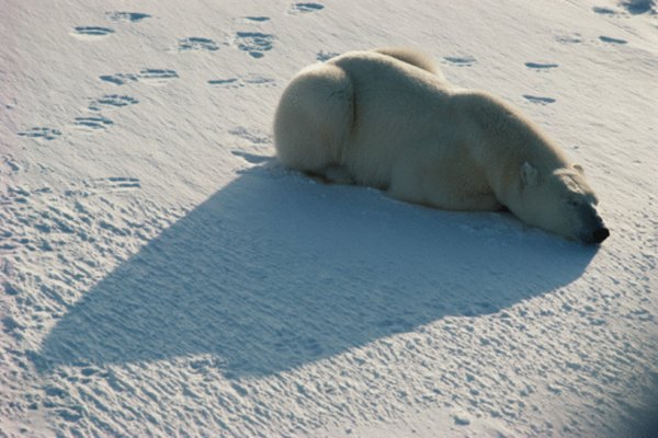 Los osos polares están bien adaptados a las temperaturas heladas del Ártico.