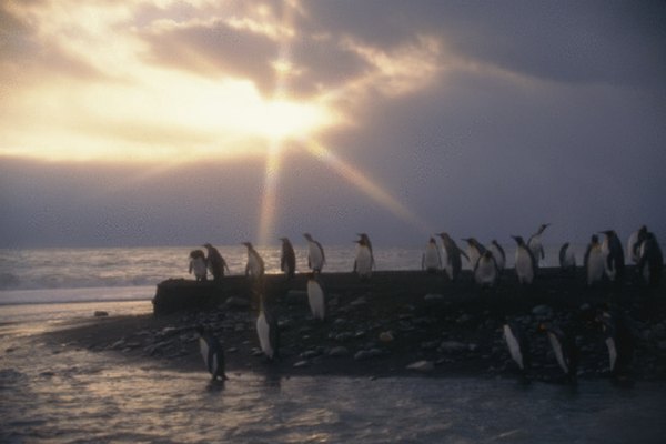 Los pingüinos reales son reconocidos por la mayoría de los científicos como una especie distinta.