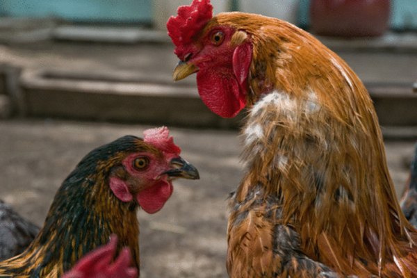 Los gallos y las gallinas difieren en el tamaño de sus crestas y puntales.