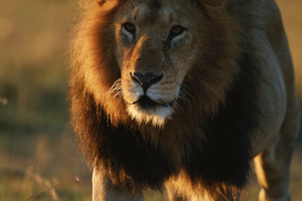 Haz un lindo león de papel.