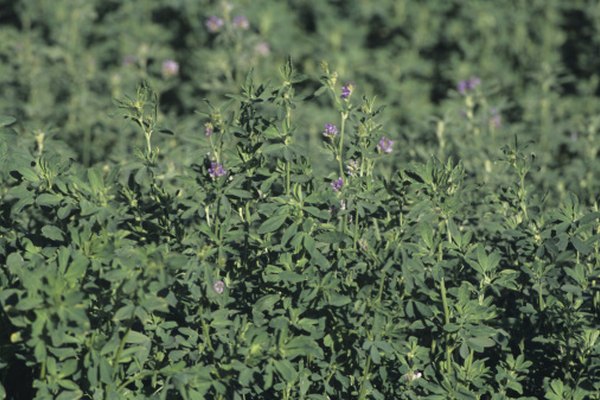 La alfalfa envía sus raíces profundas en el suelo.