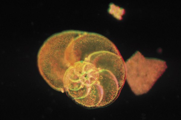Los foraminíferos son protistas marinos de una sola célula con conchas.