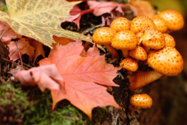 Los hongos, uno de los factores bióticos, se encuentran en la categoría de descomponedores dentro de un ecosistema forestal.