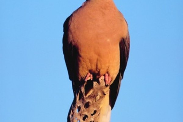 Las tórtolas son aves muy comunes.