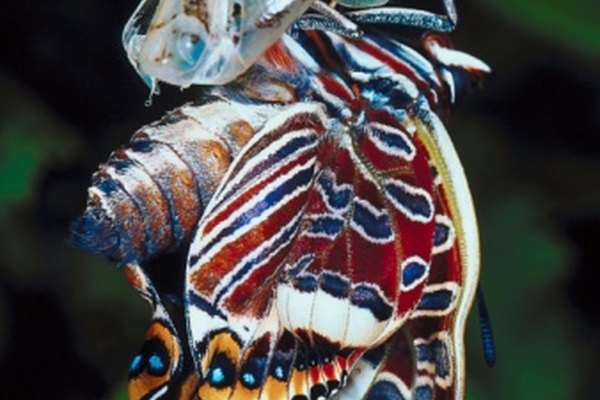 La mariposa se aferra a la crisálida mientras espera a que sus alas se sequen.
