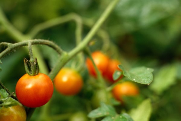 Los animales salvajes se comerán los tomates directamente desde la vid.
