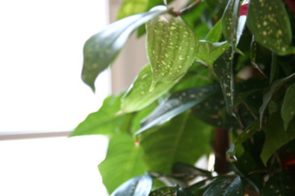 Las plantas son heliotrópicas, lo que significa que siguen la luz del sol.