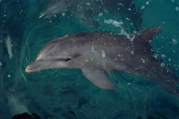 La mayoría de los delfines son azules o grises, como el de la foto, pero algunos son igual de coloridos que los peces delfín.