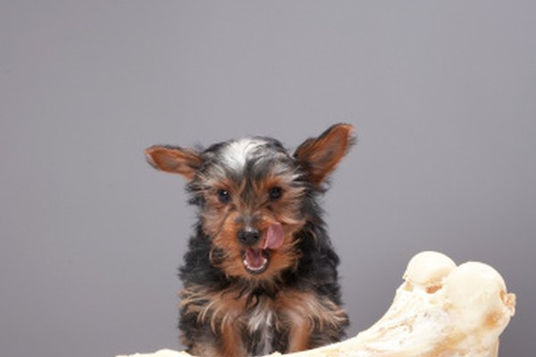 Los perros solían usarse como herramienta forense a principios del siglo XX.