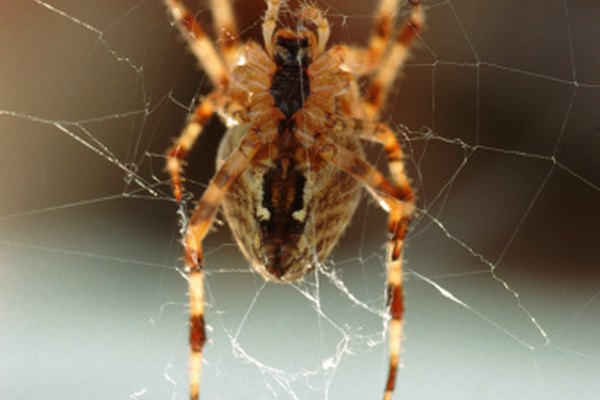Muchas especies de arañas rayadas pueden encontrarse en tu propio hogar.
