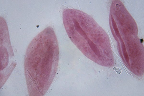 El reino protista es el tema científico recurrente para todos los seres eucariontes desconocidos.