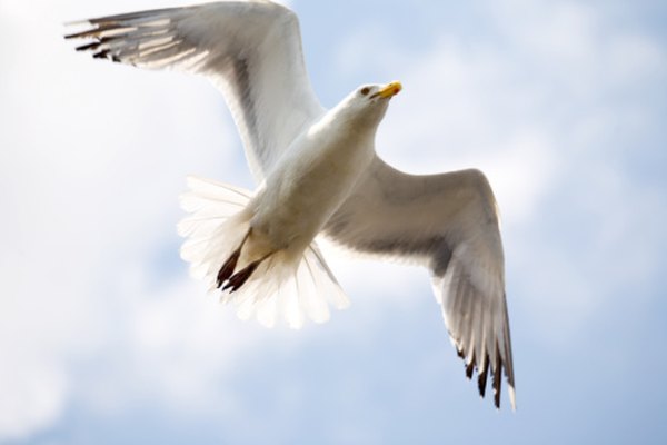 La mayoría de las gaviotas son omnívoras.