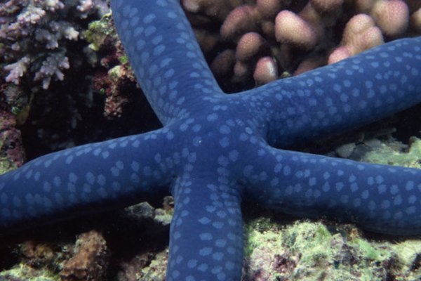 Las estrellas de mar no se mueven mucho, y puede ser difícil saber si están vivas o muertas.