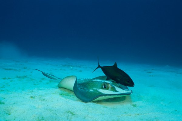 Hay relaciones simbióticas entre muchos animales del bioma marino.