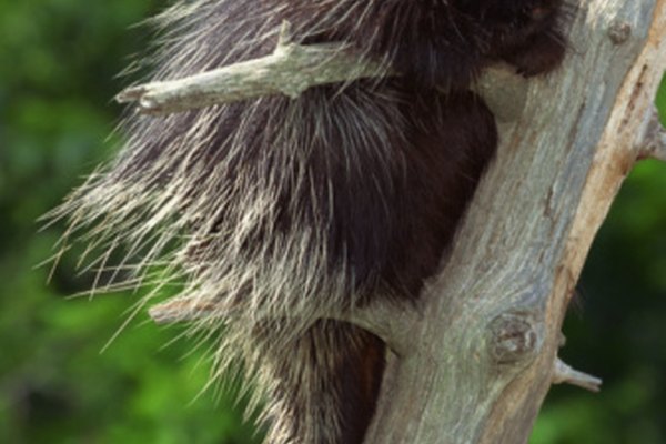 Un puercoespín utiliza su cola para trepar.