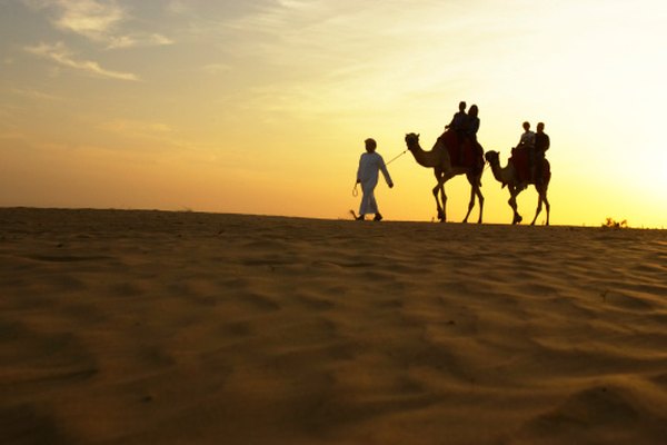 Los camellos son un buen ejemplo de animales que se han adaptado al desierto.