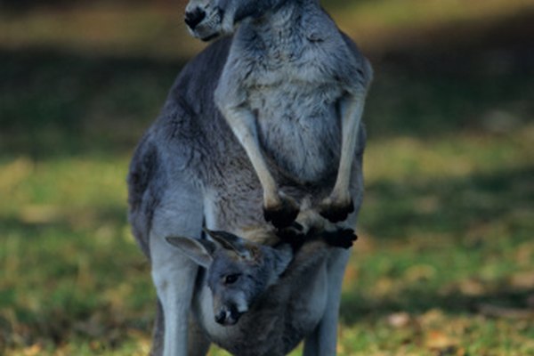 El canguro es una de las especies de los mamíferos marsupiales.