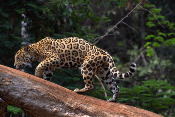 Los jaguares viven en la capa de sotobosque de la selva tropical.