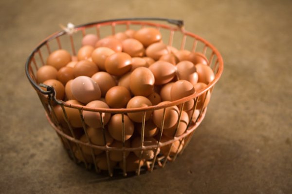 Las Black Australorps son conocidas por sus habilidades para poner huevos.