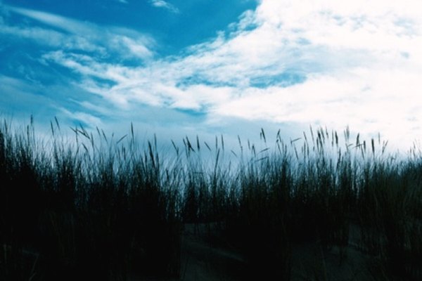 Las dunas costeras, de un ecosistema de dunas, es la zona en la que la sucesión primaria comienza.