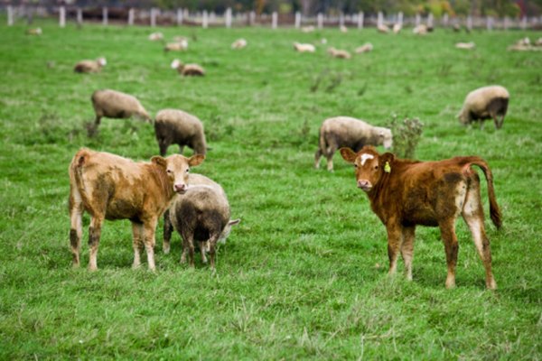 Los herbívoros rumiantes son heterótrofos que obtienen energía mediante el consumo de autótrofos. Los carnívoros obtienen energía mediante el consumo de otros heterótrofos.