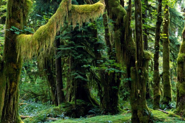 La selva tropical tiene algunos productores que no se encuentran en otra parte del mundo.