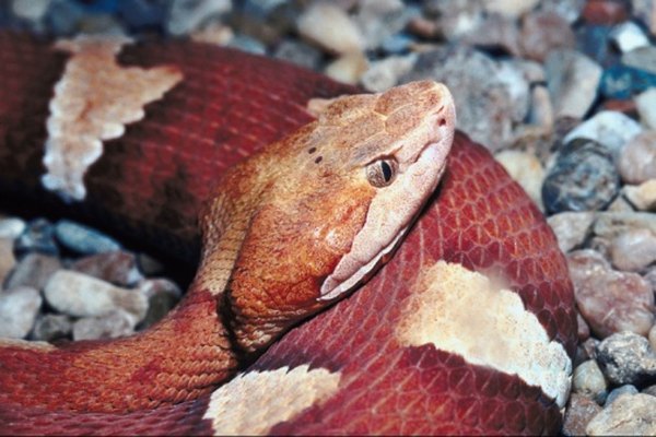 La serpiente cabeza de cobre tiene colores muy brillantes.