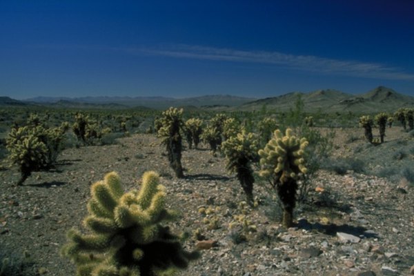Los frijoles saltarines se encuentran a través de desiertos del suroeste.