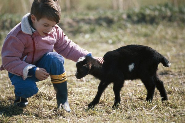 fun-facts-about-farm-animals-for-kids-animals-mom-me