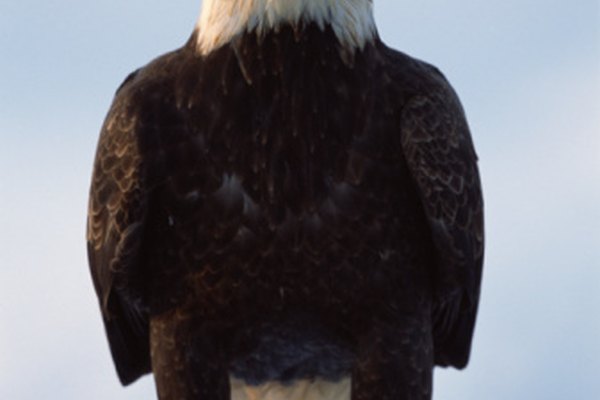 El águila calva de la nación llama hogar al estado de California.