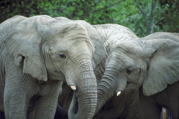 Los elefantes son descritos como los arquitectos de la selva tropical.