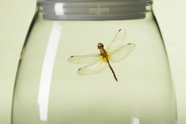 Matar y conservar en frascos a las libélulas es el método más rápido y más suave.