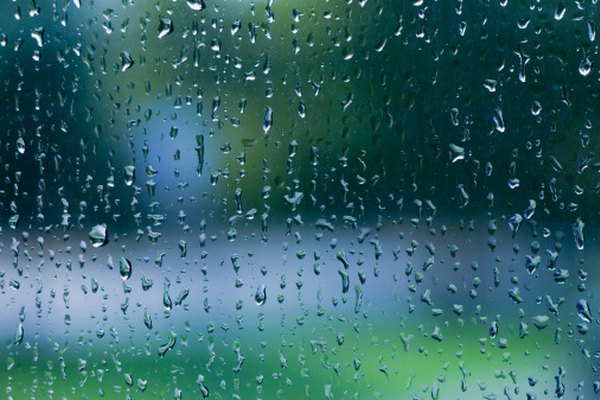 La lluvia es esencial para la reproducción de las hepáticas.
