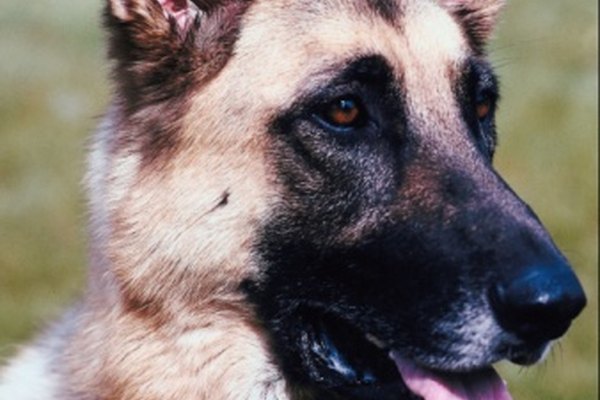 Pastores alemanes, caniches estándar y labradores retrievers tienen un excelente sentido del olfato.
