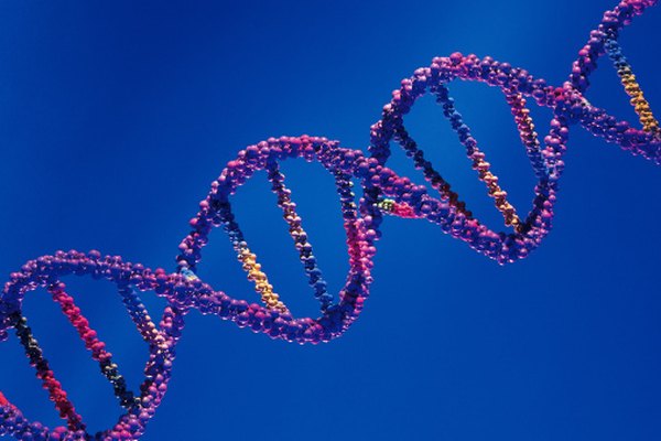 La comprensión del ADN está en el centro de los avances de biotecnología.