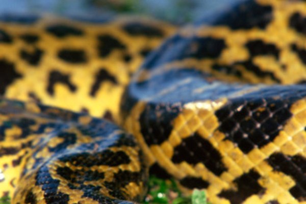 Las serpientes, incluyendo la anaconda de América del Sur, son comunes en los ecosistemas de los ríos.